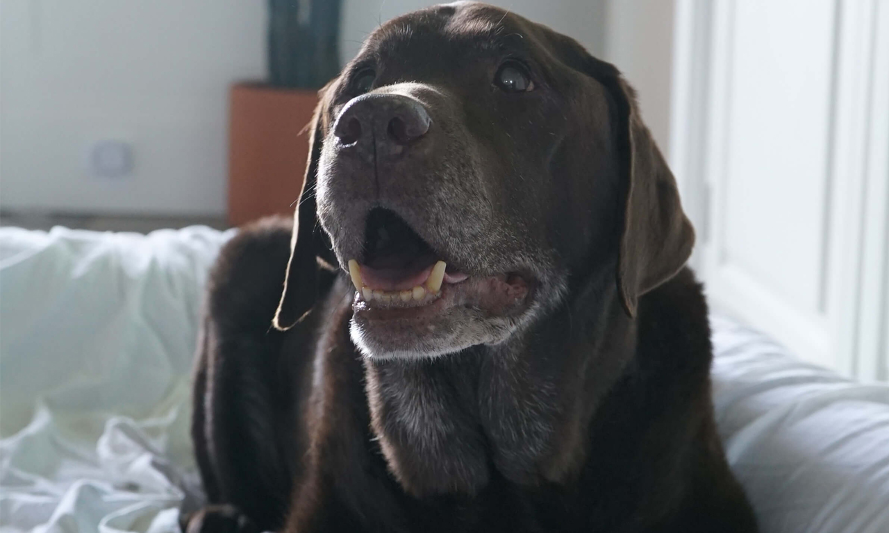 Pet dementia Do older pets get dementia? Heathside Vets