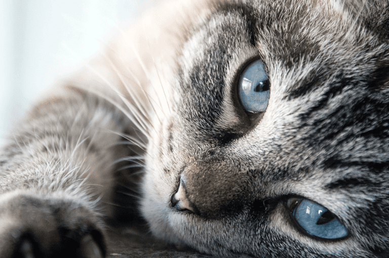 Cat Friendly - Heathside Veterinary Surgery