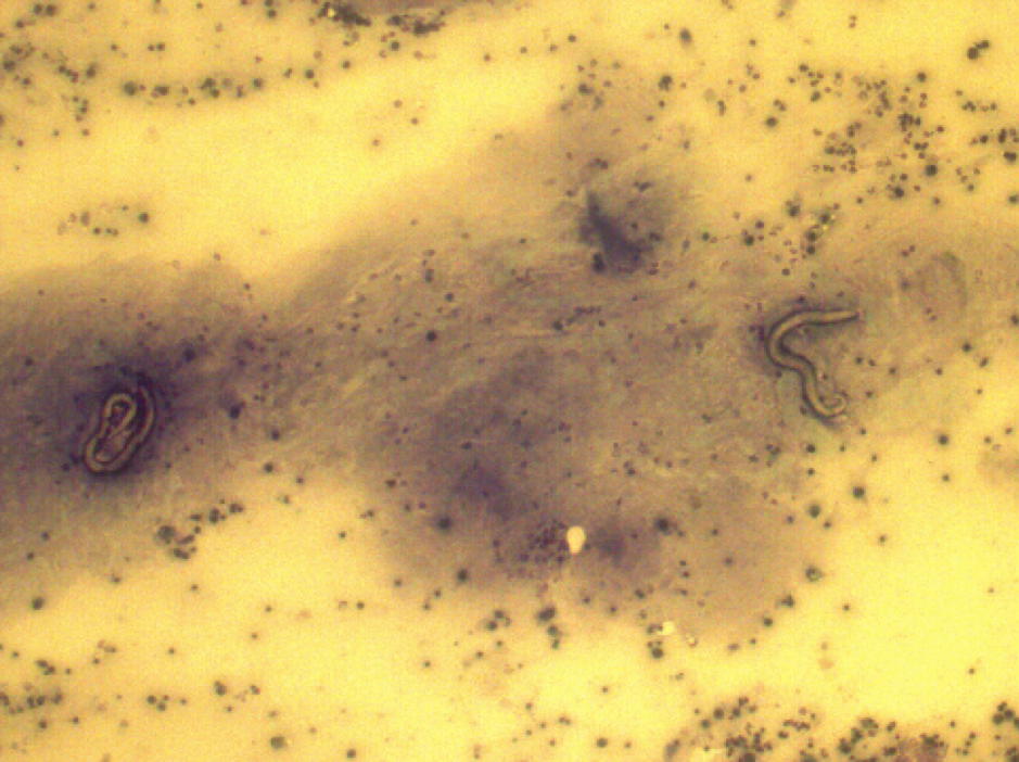 Lungworm in a 13 years old dog Heathside Veterinary Surgery