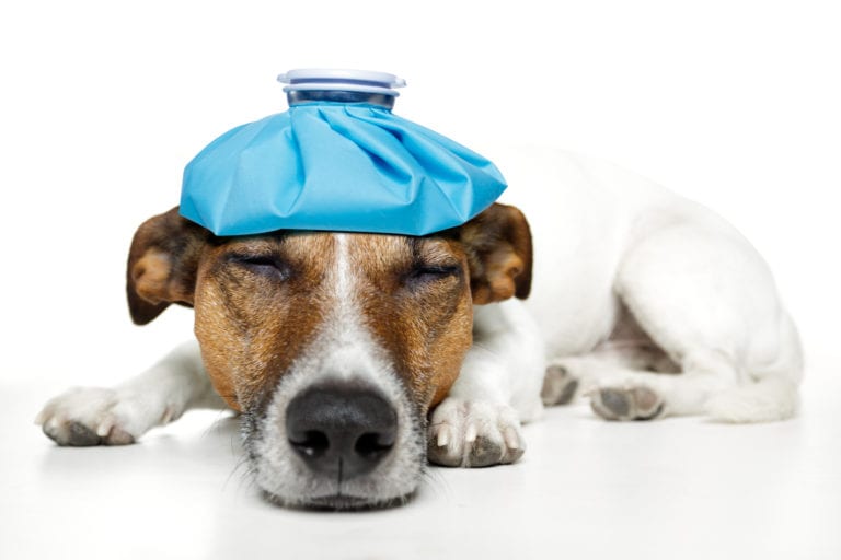 Pet insurance advice | Heathside Vet