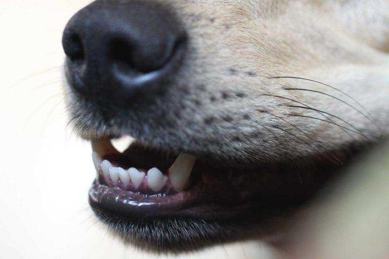 Oral health in pets | Heathside Vet