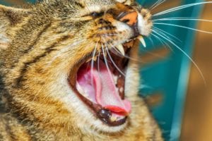 Oral health in pets | Heathside Vet