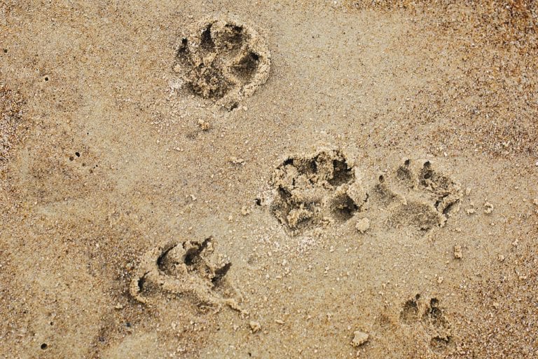 Keep your dog safe on the beach | Heathside Vet