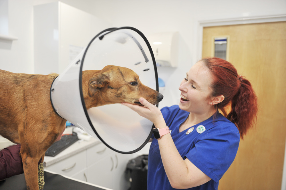 heathside-vets-locks-heath-southampton-nurse-clinics-2