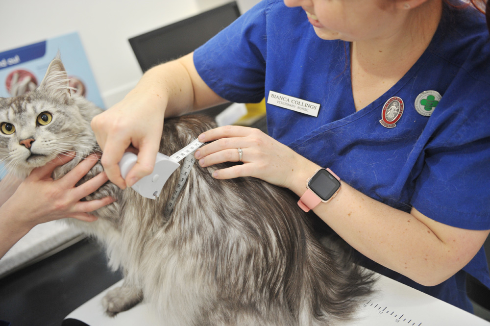 heathside-vets-locks-heath-southampton-nurse-clinics-4