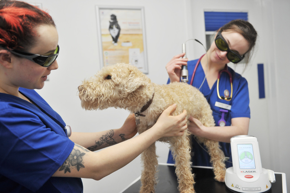 heathside-vets-locks-heath-southampton-nurse-clinics-5