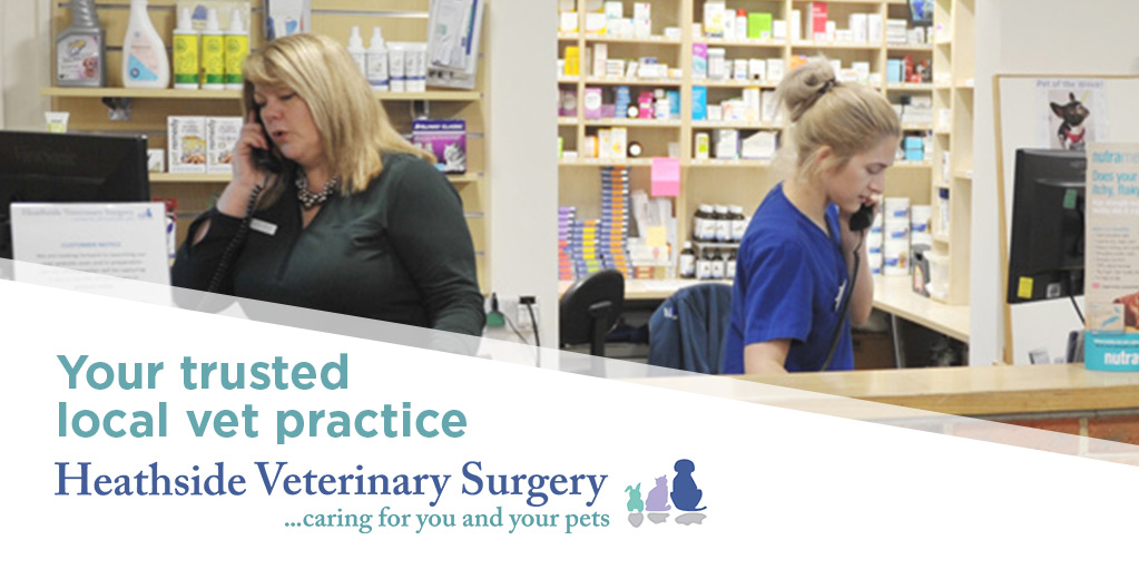Book a vet appointment with a trusted vet | 01489 607001 | Book online