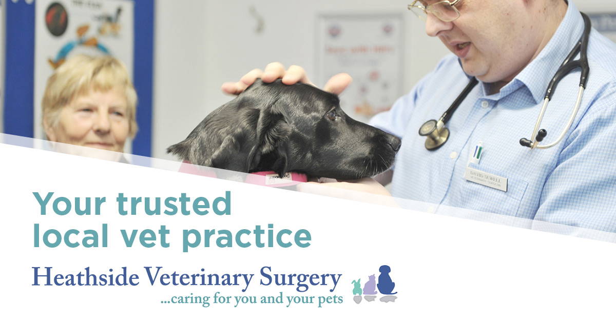 Veterinary jobs at a friendly Southampton vet practice Heathside Vets