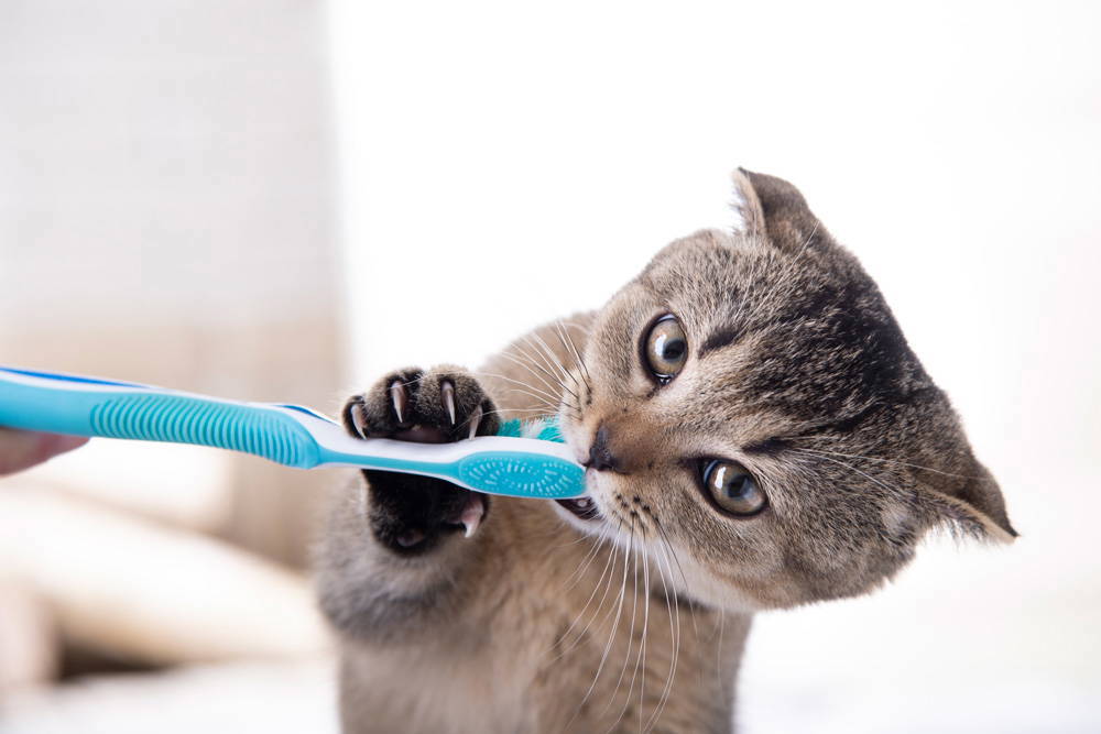 Dental health for pets | Heathside Vets