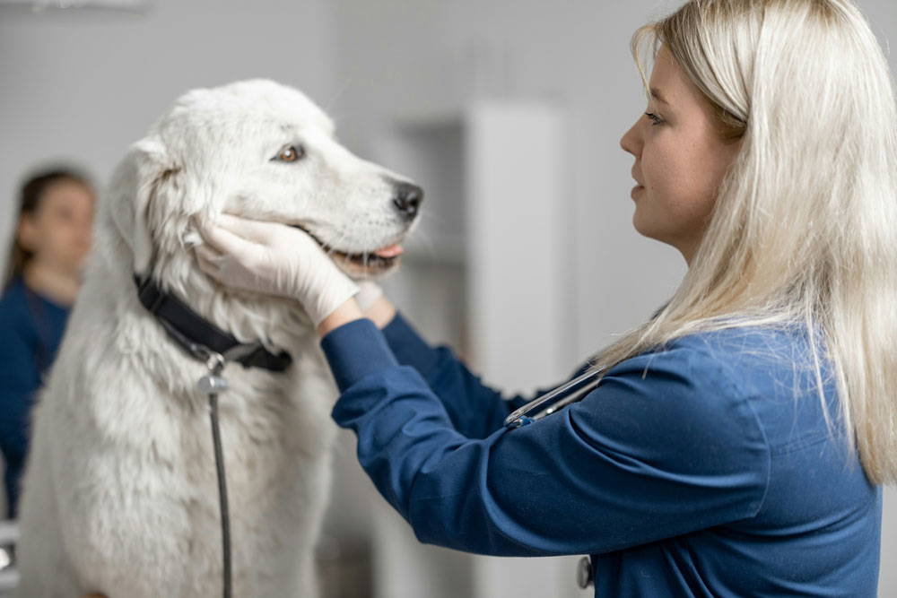Spring parasites & prevention | Heathside Vets