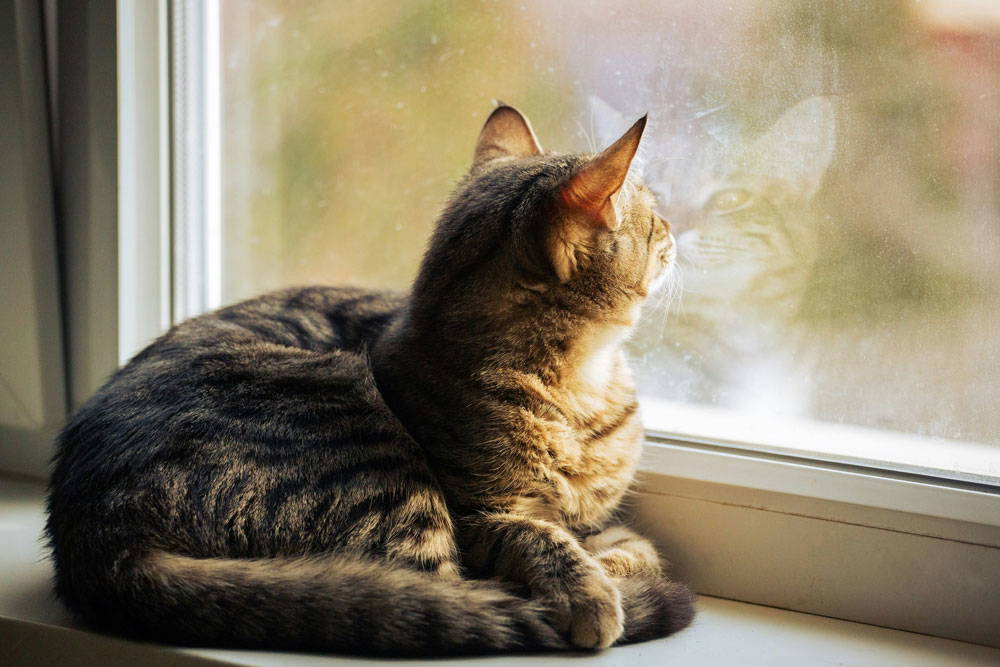 Spring parasites & prevention | Heathside Vets