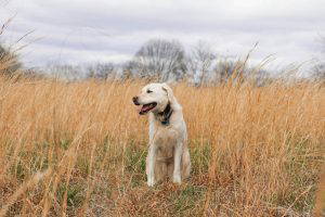 Spring parasites & prevention | Heathside Vets