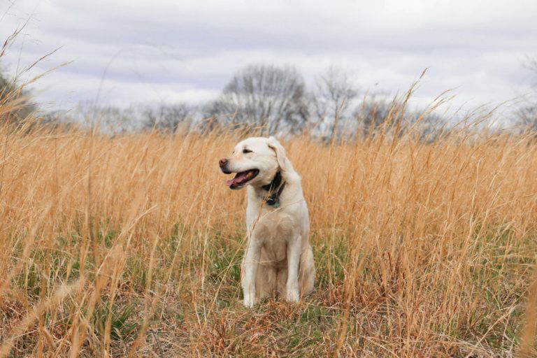 Spring parasites & prevention | Heathside Vets