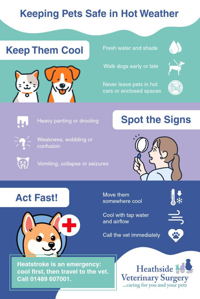 Keeping pets safe in hot weather | Heathside Vets