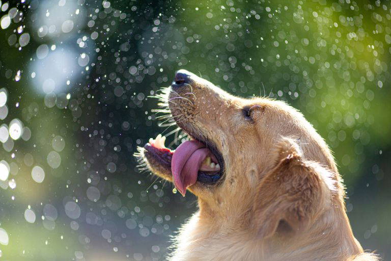 Keeping pets safe in hot weather | Heathside Vets
