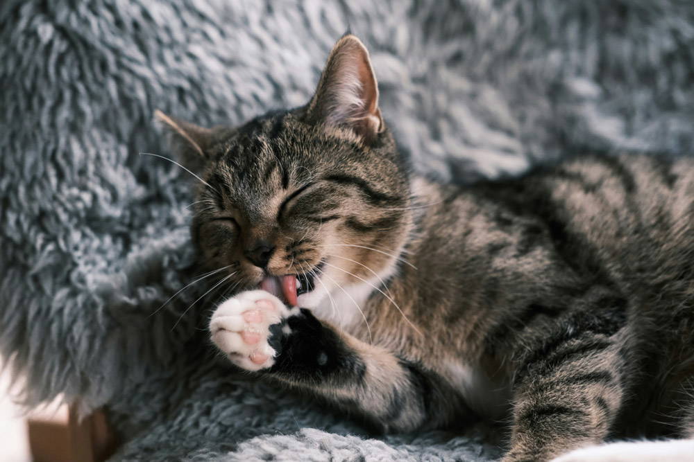 Back to school - leaving pets alone | Heathside Vets