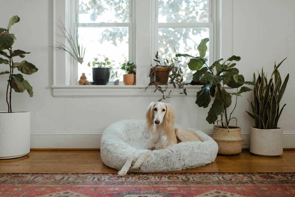 Back to school - leaving pets alone | Heathside Vets