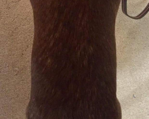 healthy-dog-weight-pet-weights12 ideal weight for your dog - Heathside Veterinary Surgery